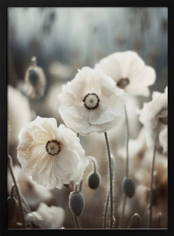 White Poppy Field No 1 Poster