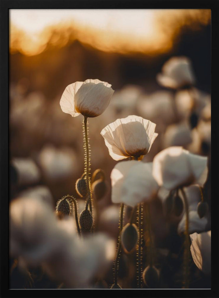 White Poppy Field No 2 Poster