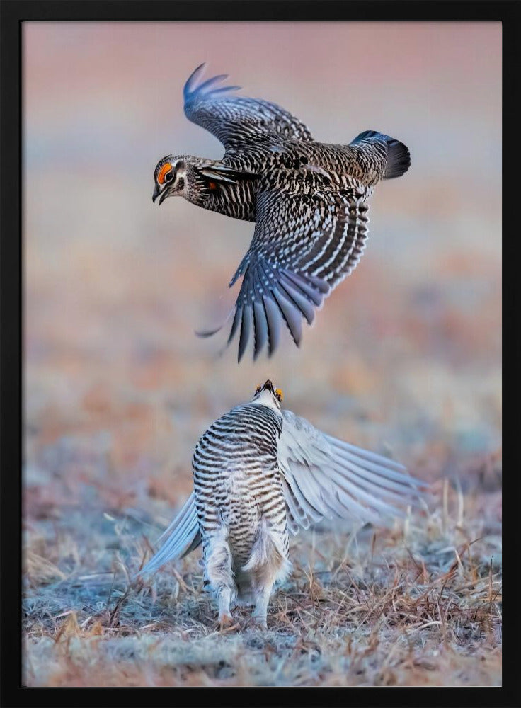 Greater Prairie Chicken Poster