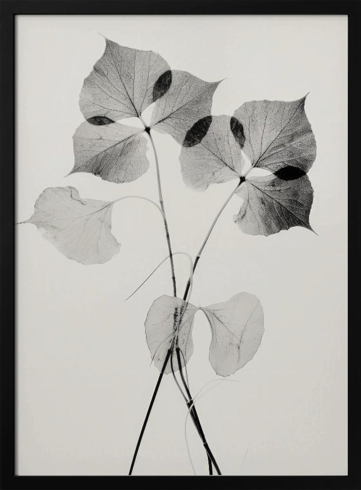 Transparent Botanic No 2 Poster