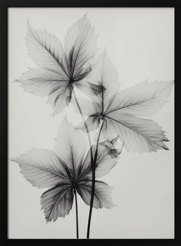 Transparent Botanic No 5 Poster