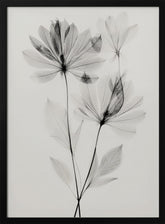 Transparent Botanic No 4 Poster