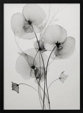 Transparent Botanic No1 Poster