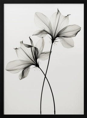 Transparent Botanic No 6 Poster