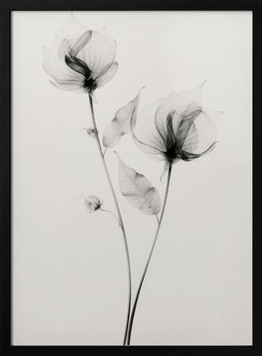 Transparent Botanic No 7 Poster