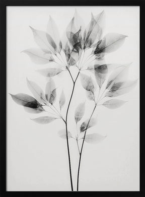 Transparent Botanic No 8 Poster