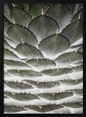 Agave Layers Poster