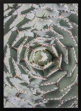 Agave Poster