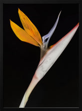 Bird of Paradise Poster