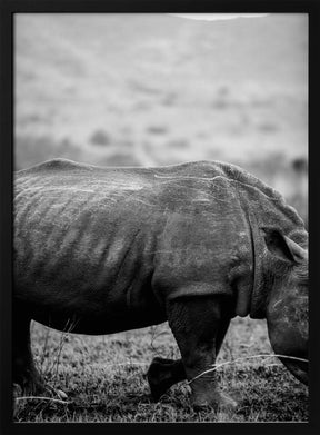 Black Rhino Poster