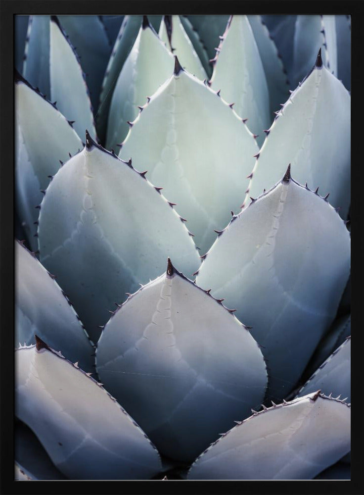 Blue Agave Side Poster