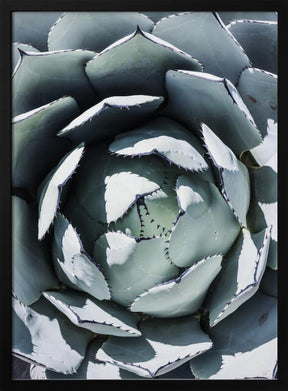 Blue Agave Top Poster