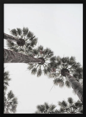 California Palms Poster