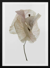 Bougainvillea Study No1 Poster