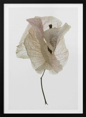 Bougainvillea Study No1 Poster