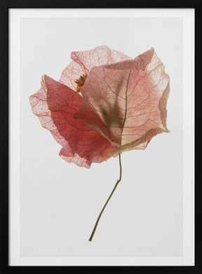 Bougainvillea Study No2 Poster