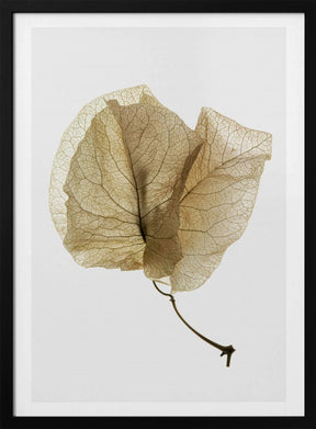 Bougainvillea Study No3 Poster