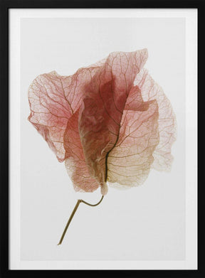 Bougainvillea Study No4 Poster