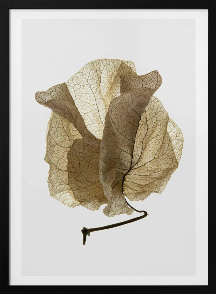Bougainvillea Study No5 Poster