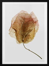 Bougainvillea Study No6 Poster