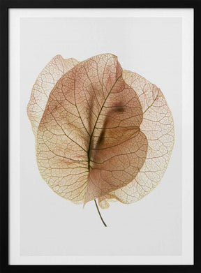 Bougainvillea Study No7 Poster