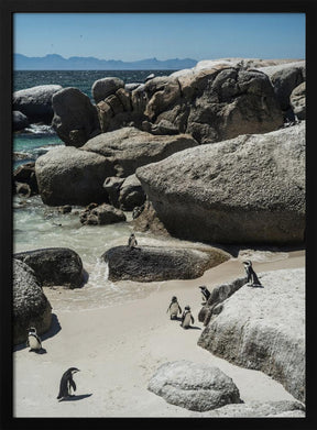 Boulders Beach Poster