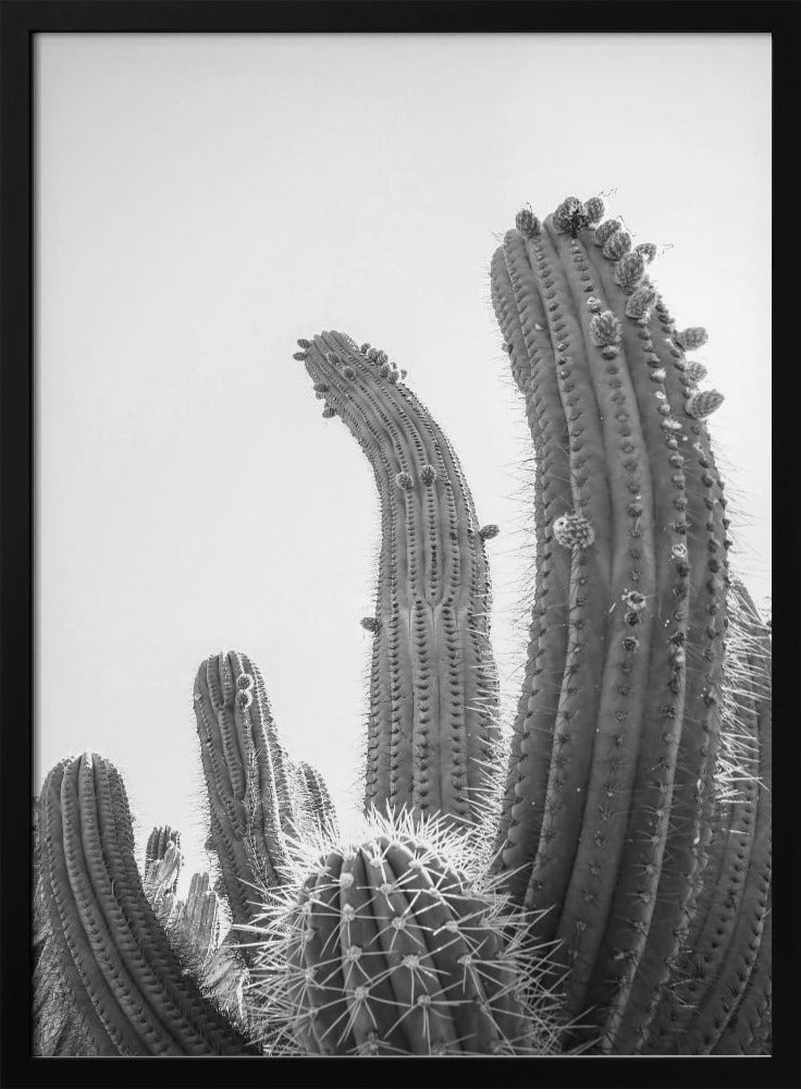 Cactus Poster