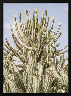 Catus Forest Poster