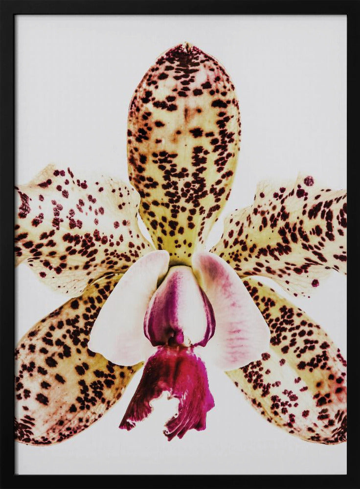 Coral Orchid Poster