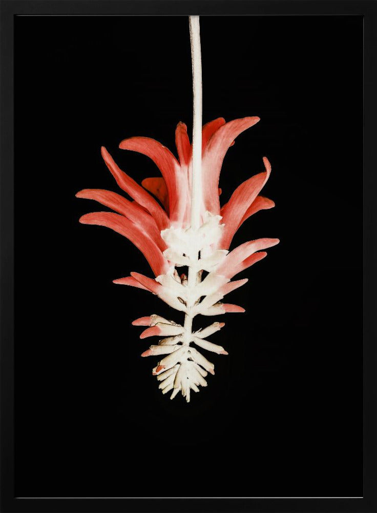 Coral Tree Flower Poster