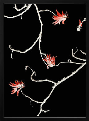 Coral Tree Poster