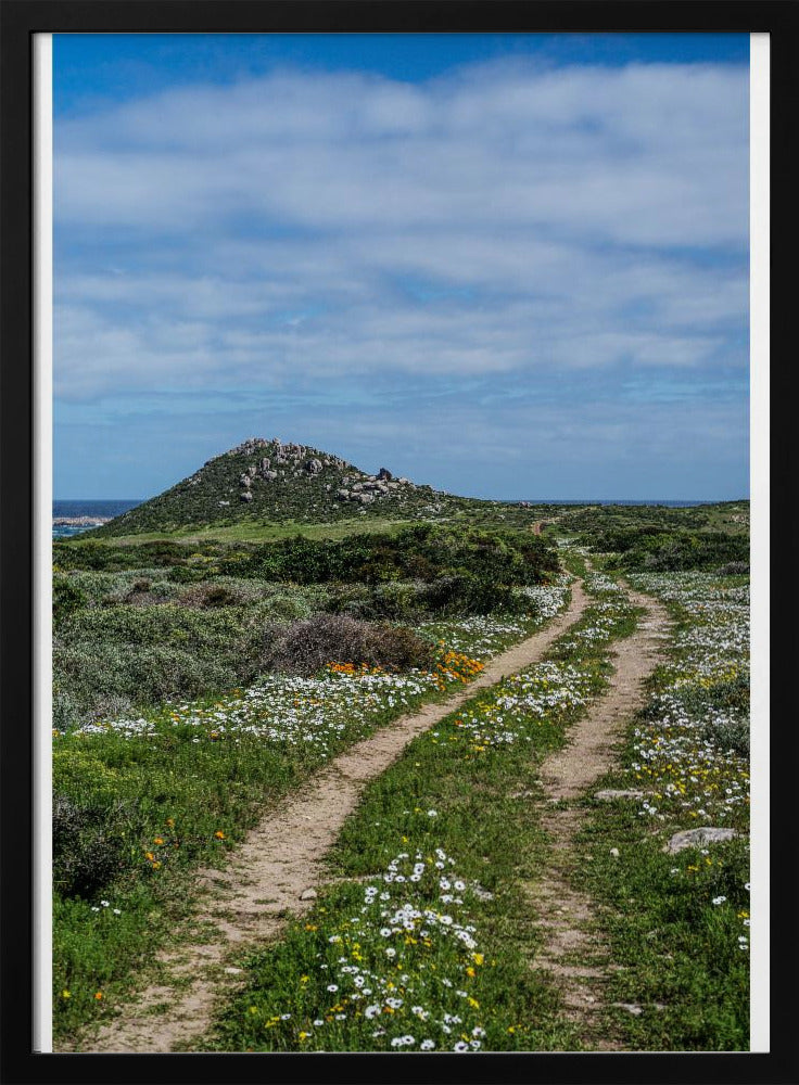 Daisy Path Poster