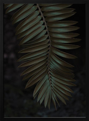 Cycad Poster