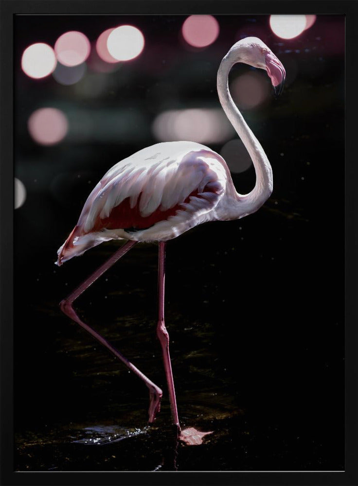 Dancing Flamingo Poster