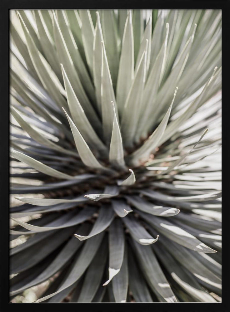 Desert Apple Poster