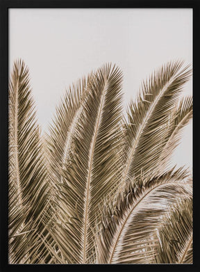 Desert Palm Poster