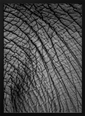 Elephant Study No2 Poster