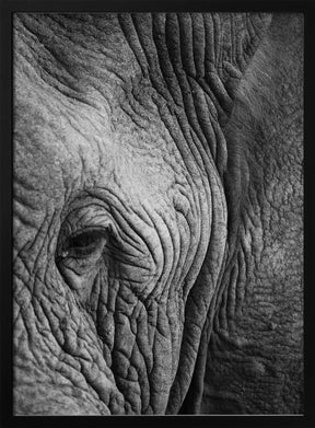 Elephant Study Poster