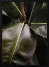 Ficus Bubu Poster