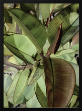 Ficus Elastica Poster