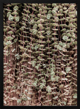 Hanging Garden Poster