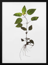 Herbarium 01 Poster