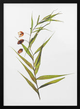 Herbarium 04 Poster