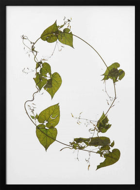 Herbarium 05 Poster