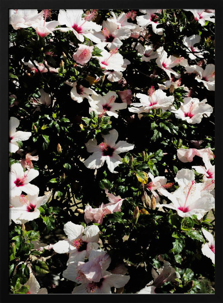 Hibiscus 02 Poster