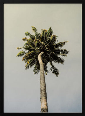 King Palm Poster