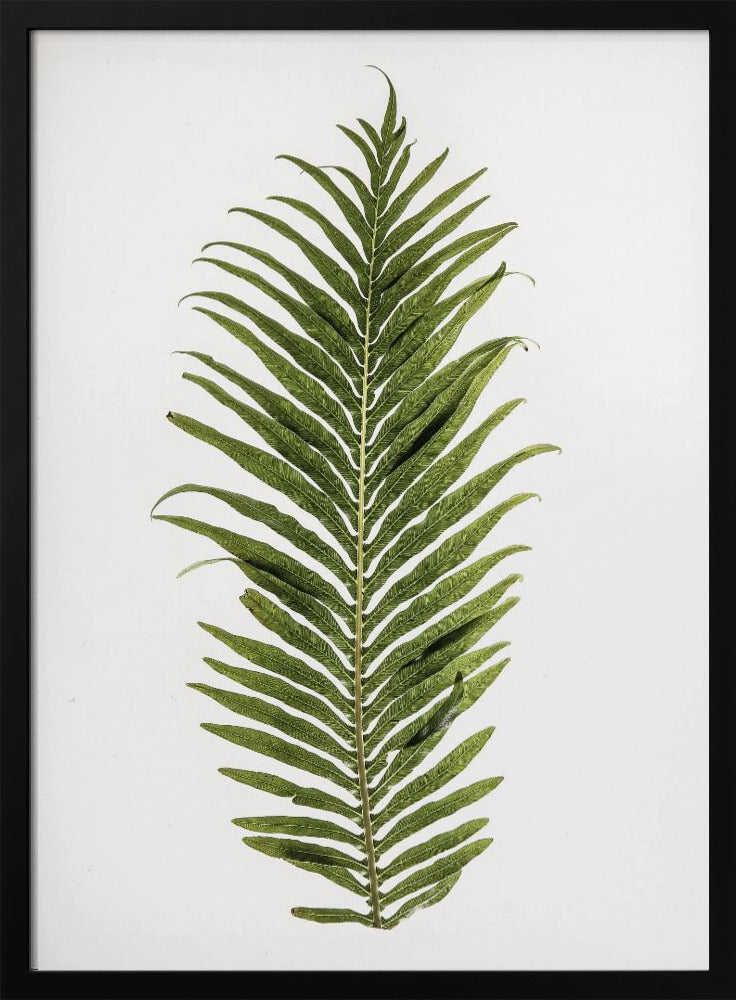 Leaf Study 01 Poster