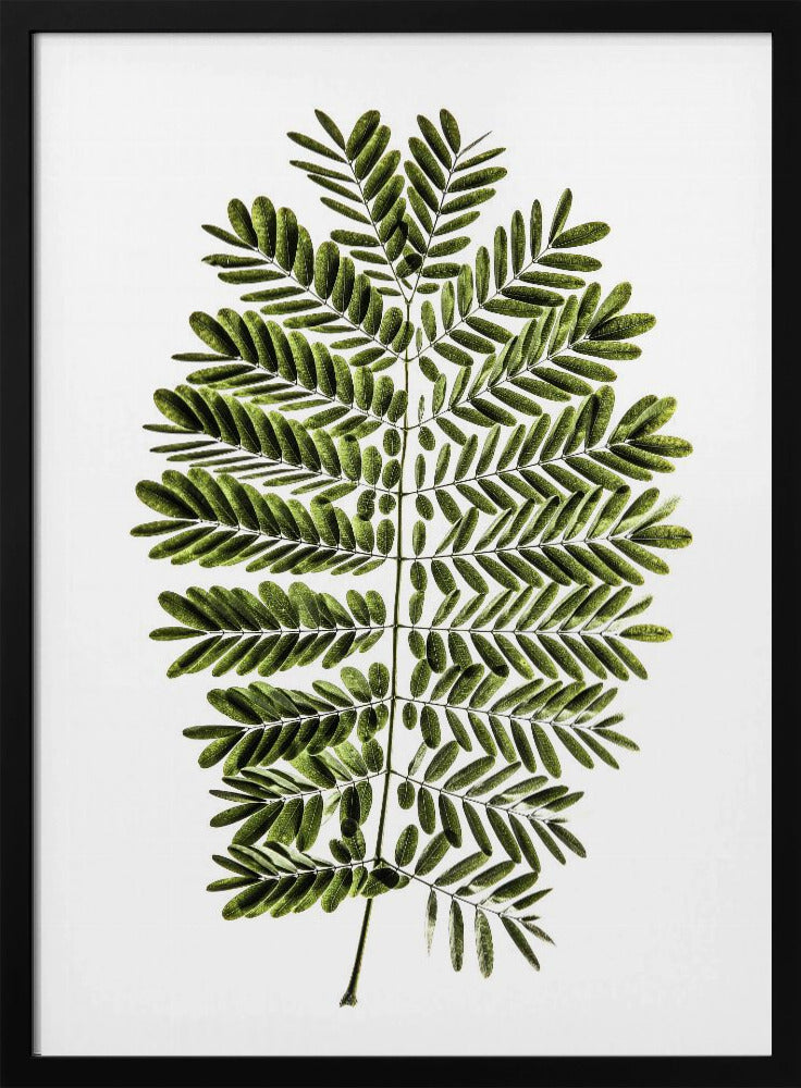 Leaf Study 02 Poster