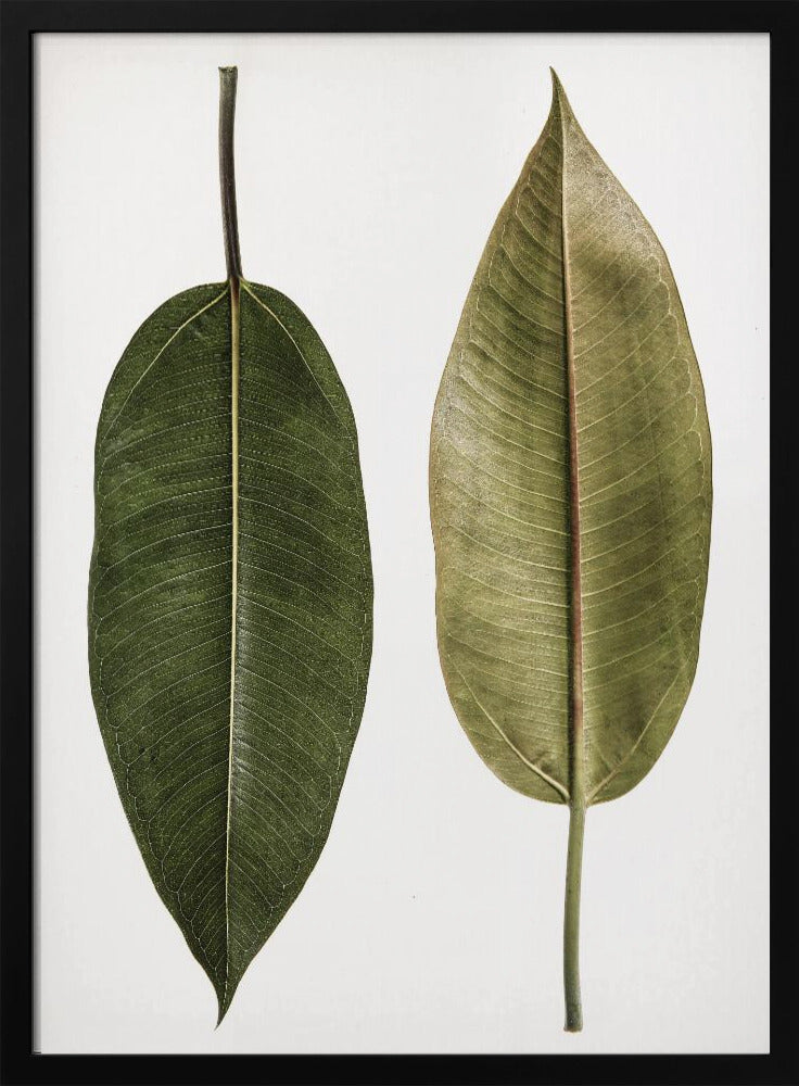 Leaf Study 05 Poster