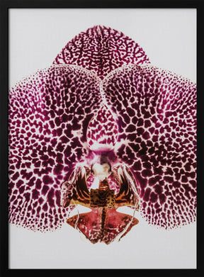 Leopard Orchid Poster